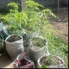 Colombiano é preso em Lumiar, distrito de Nova Friburgo, por cultivar maconha para membros de seita